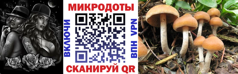 дарк нет клад где найти Пенза Псилоцибиновые грибы прущие грибы